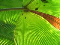 /album/plants/plants-11-jpg/